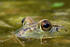#254 Picture of a Frog in a Pond by Kenny Adams