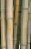 #257 Picture of Bamboo Stalks by Kenny Adams