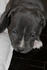 #271 Picture of a Pit Bull Puppy by Kenny Adams