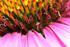 #281 Flower Picture of a Purple Coneflower by Kenny Adams