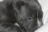 #286 Photography of a Pit Bull Puppy by Kenny Adams