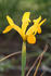 #3 Flower Picture of a Yellow Iris by Kenny Adams