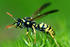 #309 Picture of a Yellow Jacket Wasp by Kenny Adams