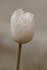 #317 Picture of a Sepia Toned White Tulip Flower by Kenny Adams