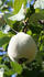 #349 Photo of a Fuzzy Pear on a Pear Tree by Jamie Voetsch