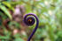 #36767 Stock Photo of a Curling Purple Fiddlehead Fern Frond in Hawaii by Jester Arts