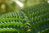 #36769 Stock Photo of a Closeup Of Branches Of A Green Fern by Jester Arts
