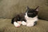 #372 Image of a Sleeping Tuxedo Kitten by Jamie Voetsch