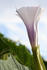 #382 Photograph of a Purple Jimson Weed Flower by Jamie Voetsch