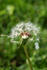 #391 Photograph of a Dandelion Seedhead by Jamie Voetsch