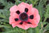 #4 Flower Picture of a Pink Oriental Poppy by Kenny Adams