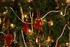#418 Photo of a Decorated Christmas Tree by Jamie Voetsch