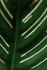 #424 Plant Picture of the Calathea Ornata by Kenny Adams