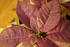 #440 Photograph of a Glittery White Poinsettia Plant Painted Purple by Jamie Voetsch