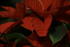 #442 Picture of a Mexican Flame Leaf Poinsettia by Kenny Adams