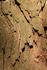 #446 Image of the Bark of a Redwood Tree by Jamie Voetsch