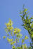 #457 Photography: Black Bamboo Stalks Against a Blue Sky by Jamie Voetsch
