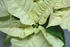 #476 Photo of a White Poinsettia Plant by Jamie Voetsch