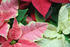 #477 Image of Pink, White and Red Poinsettia Plants by Jamie Voetsch
