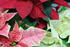 #478 Photo of Red, White and Pink Poinsettia Plants by Jamie Voetsch