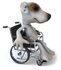 #48271 Royalty-Free (RF) Illustration Of A 3d Jack Russell Terrier Dog Mascot In A Wheel Chair by Julos