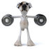 #48281 Royalty-Free (RF) Illustration Of A 3d Jack Russell Terrier Dog Mascot Weghtlifting With Dumbbells - Version 2 by Julos