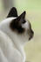 #492 Picture of a Siamese Cat Looking Outside a Window by Kenny Adams