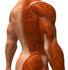 #49774 Royalty-Free (RF) Illustration Of A 3d Closeup Of A Human Man’s Back and Arm Muscles - Version 2 by Julos