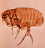 #5114 Picture of a Female Xenopsylla Cheopis Flea (oriental rat flea) by JVPD