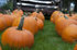 #53690 Royalty-Free Stock Photo of Pumpkins In Field 1 by Maria Bell