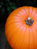 #53699 Royalty-Free Stock Photo of Pumkin Close-Up by Maria Bell