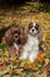 #53702 Royalty-Free Stock Photo of Cavaliers Autumn Leaves by Maria Bell