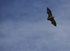 #53717 Royalty-Free Stock Photo of a Bat by Maria Bell