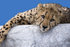 #53727 Royalty-Free Stock Photo of a Cheetah by Maria Bell
