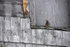 #53776 Royalty-Free Stock Photo of a Squirrel On A Weathered Ledge by Maria Bell