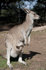 #53778 Royalty-Free Stock Photo of a Kangaroo And Joey by Maria Bell