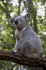 #53781 Royalty-Free Stock Photo of a Koala 4 by Maria Bell
