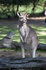 #53785 Royalty-Free Stock Photo of a Kangaroo by Maria Bell