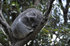 #53788 Royalty-Free Stock Photo of a Koala 4 by Maria Bell
