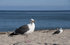 #53791 Royalty-Free Stock Photo of a Seagull Landscape by Maria Bell