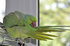 #53804 Royalty-Free Stock Photo of a Parrot by Maria Bell