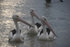 #53821 Royalty-Free Stock Photo of a group of pelicans by Maria Bell