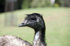 #53833 Royalty-Free Stock Photo of a Emu by Maria Bell