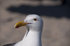 #53853 Royalty-Free Stock Photo of a Seagull Head by Maria Bell