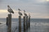 #53855 Royalty-Free Stock Photo of a row of pelicans on posts by Maria Bell