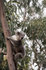 #53862 Royalty-Free Stock Photo of a Koala Wild by Maria Bell