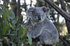 #53863 Royalty-Free Stock Photo of a Koala 3 by Maria Bell
