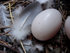 #53894 Royalty-Free Stock Photo of a feather and egg in a nest by Maria Bell