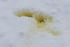#548 Picture of Yellow Snow by Kenny Adams