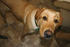 #554 Photo of a Yellow Lab Dog Looking Up by Jamie Voetsch